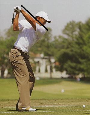 Tiger Left Arm